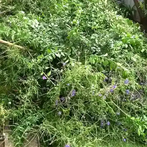 Green Waste ideal for a skip bin